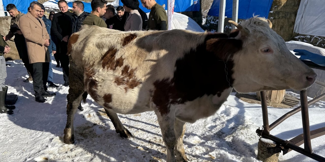 Ardahan'da buzağı ölümleri aşılama projesi ile önlenecek