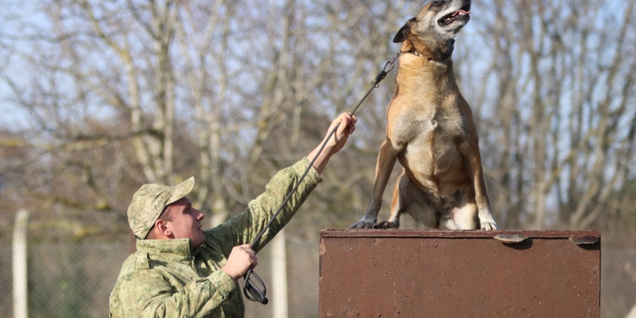 TSK'nın devriye köpekleri Mehmetçiğe destek sağlıyor