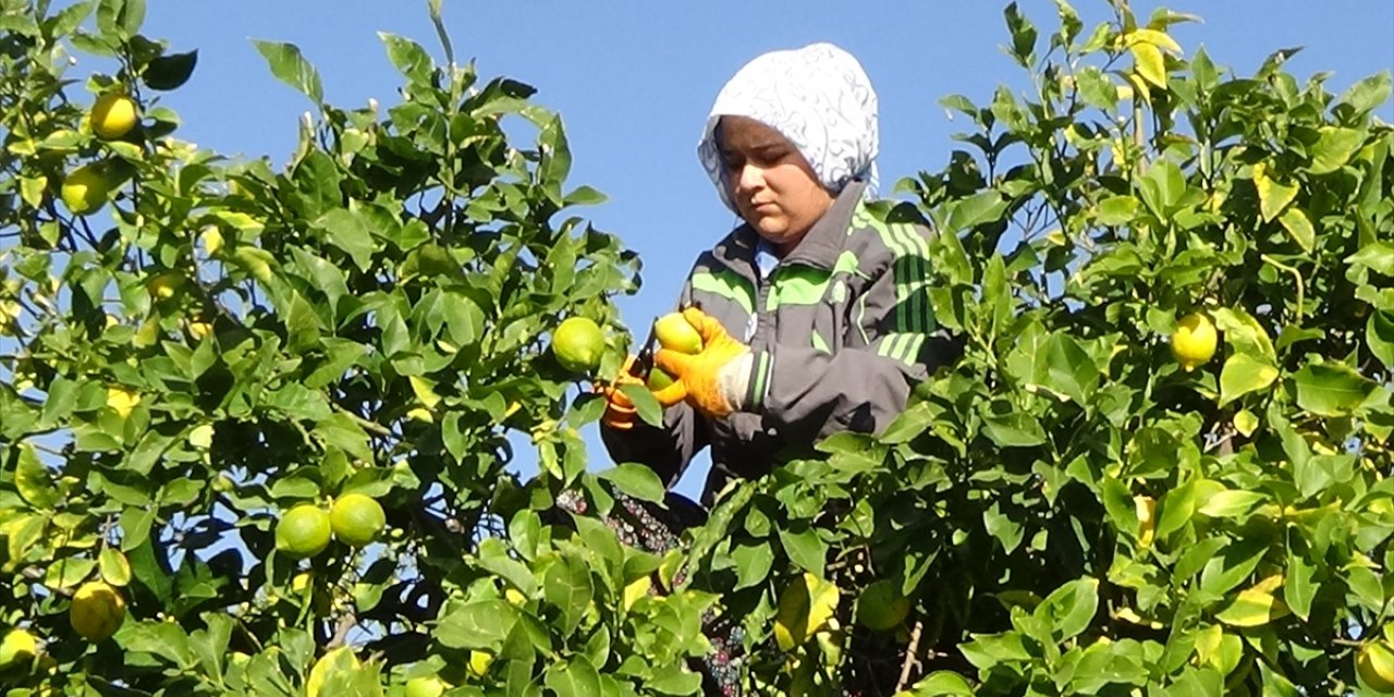 Mersin'de tescilli Lamas limonunda hasat başladı