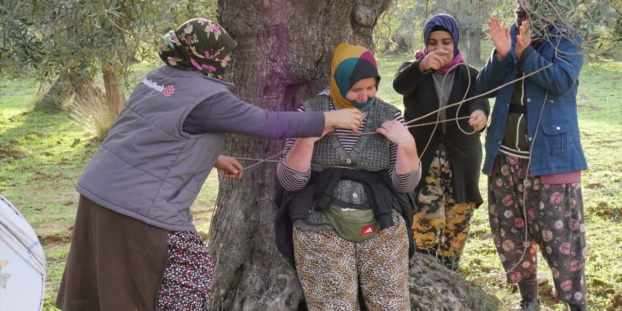 Edremit Körfezi'nde hasadı bitiren zeytin işçileri kahyayı ağaca bağlayıp tarla sahibinden bahşiş istedi