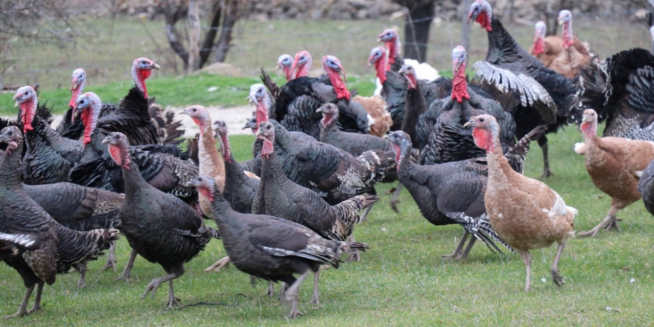 Bolu, Kandıra ve Eflani'de yetiştirilen hindilere yılbaşı öncesi talep arttı