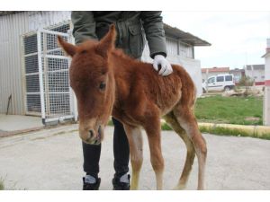 Yaralı yılkı atı yavrusu tedavi altına alındı