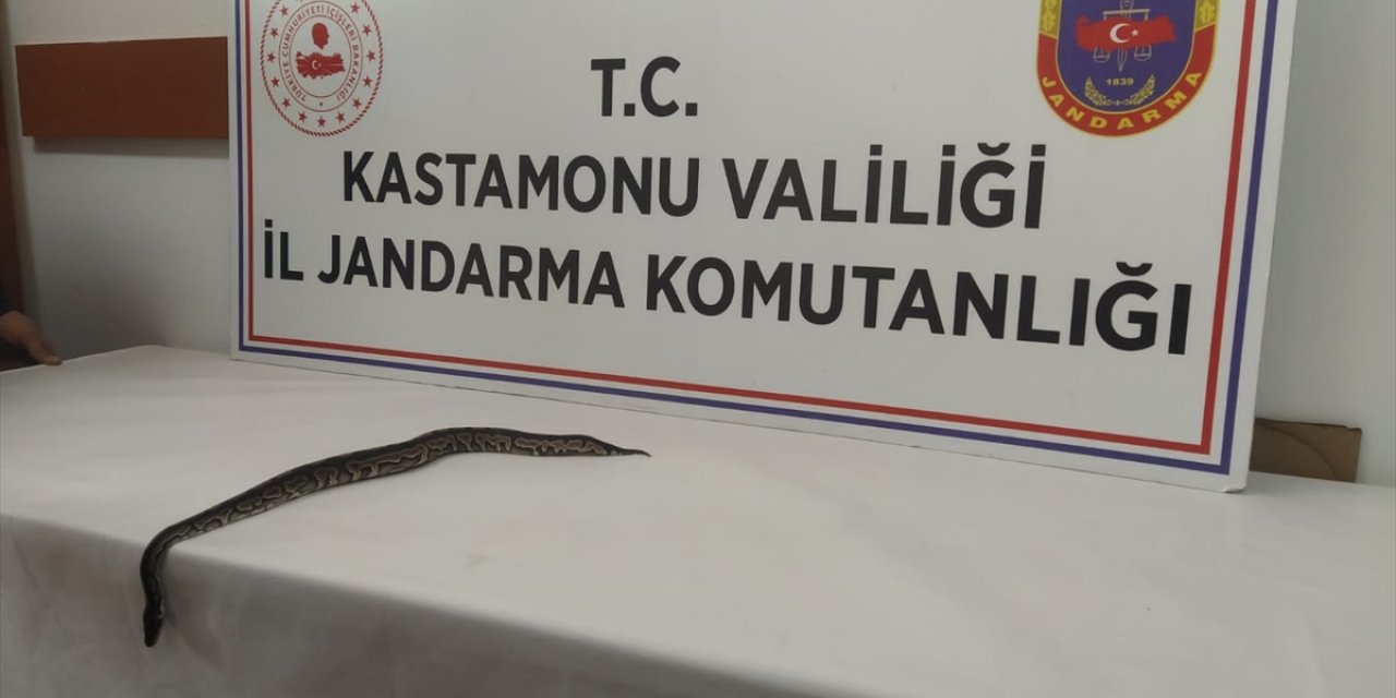 Kastamonu'da, sosyal medya üzerinden satılmaya çalışılan pitona el konuldu