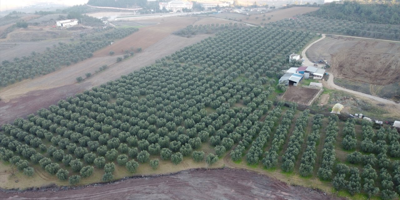 Orta Sakarya Vadisi'ndeki mikroklima etkisine sahip Osmaneli'nde zeytinler hasat ediliyor