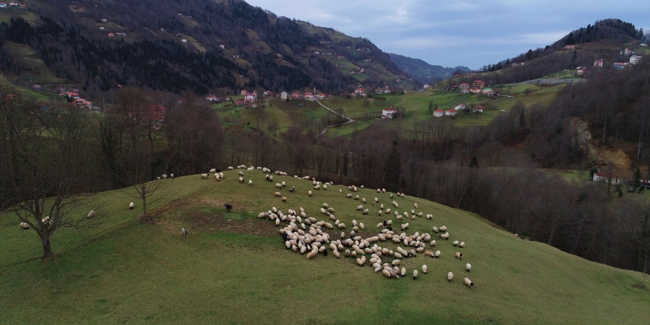 Trabzon'un dik yamaçlarındaki meralarda çobanların mesaisi sürüyor