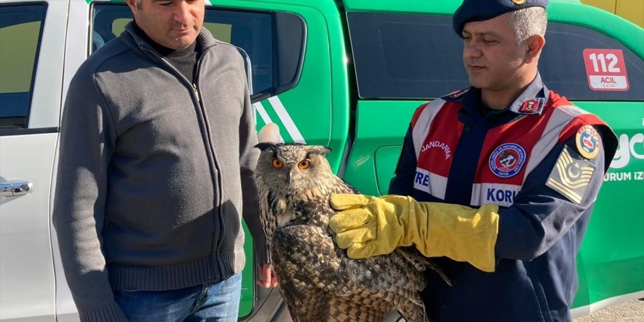 Malatya'da yaralı bulunan kulaklı orman baykuşu tedavi altına alındı