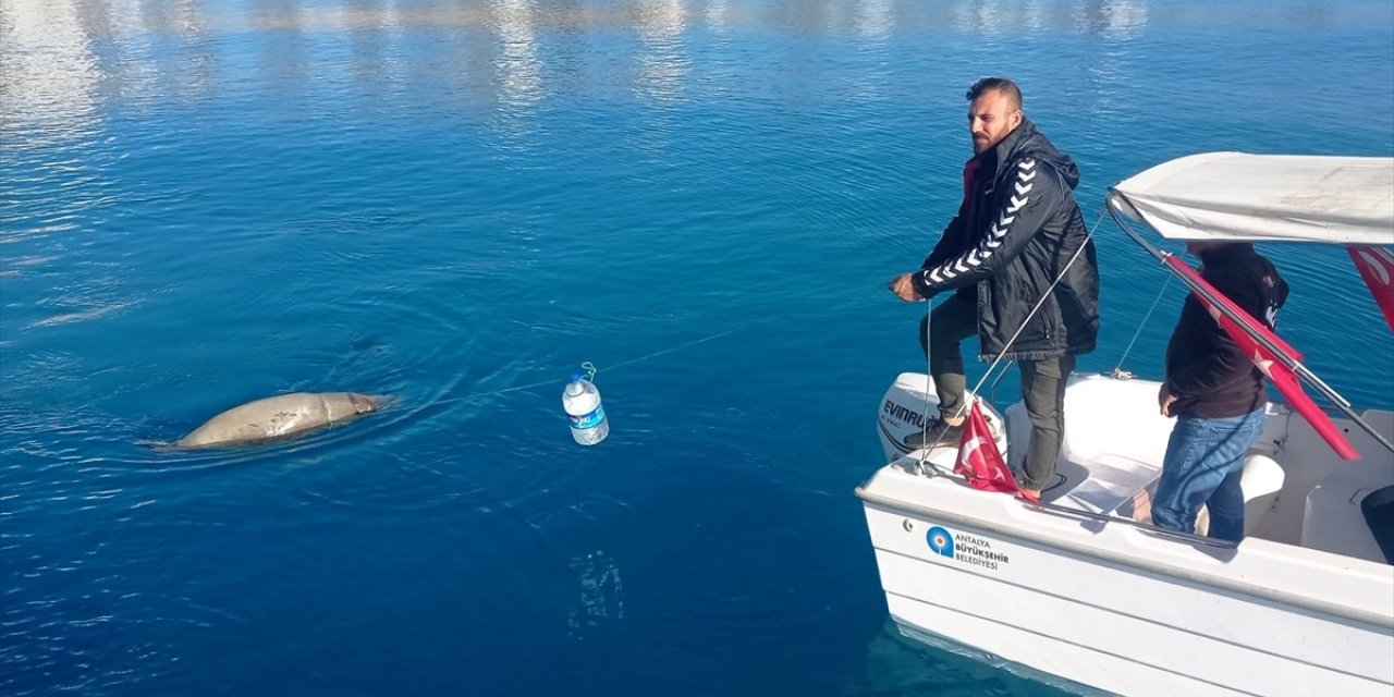 Antalya Körfezi'nde ölü Akdeniz foku bulundu