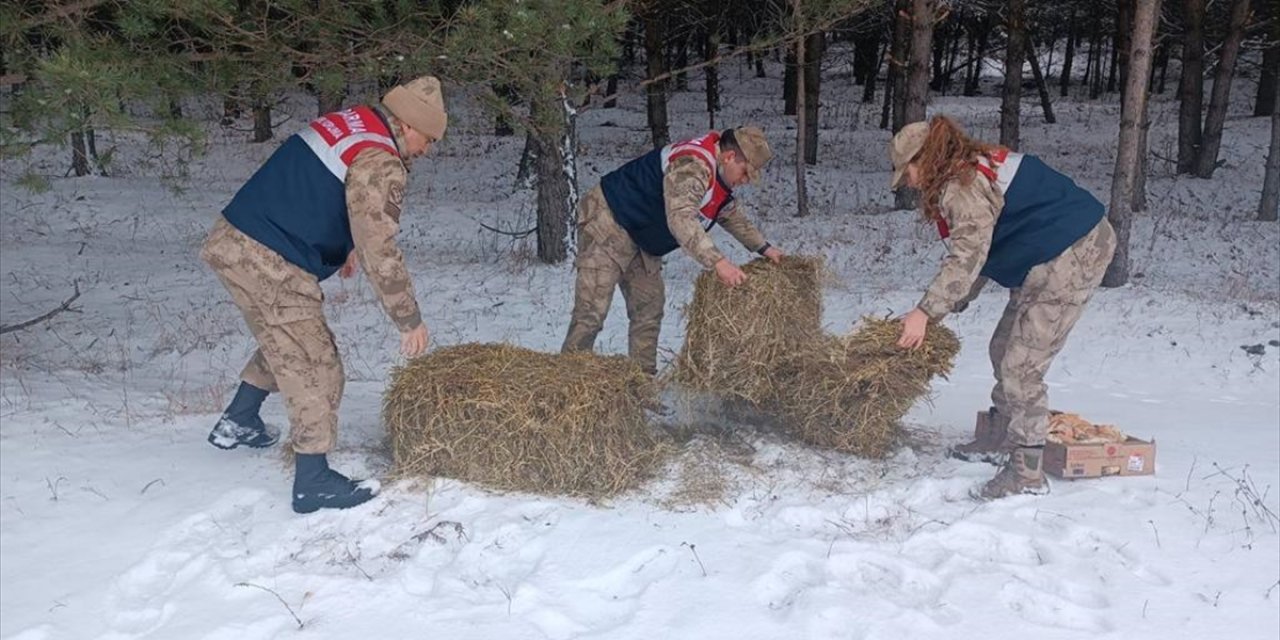 Ardahan'da jandarma timi yaban hayvanları için doğaya yem bıraktı