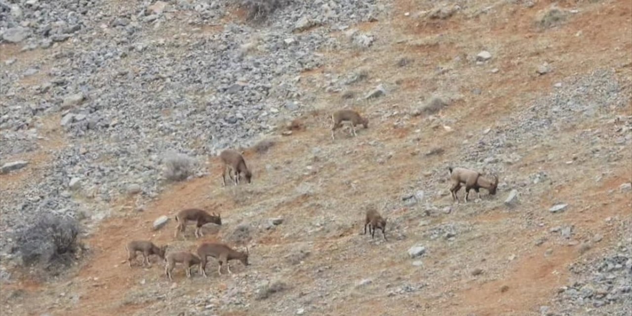 Malatya'da dağ keçileri görüldü