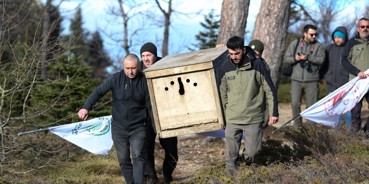 Bursa'da tedavisi tamamlanan kızıl akbaba doğaya salındı