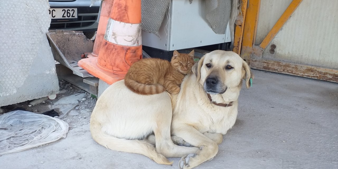 İnşaat işçilerinin tedavi ettirdiği köpekle ormanda buldukları kedi arkadaşlık yapıyor