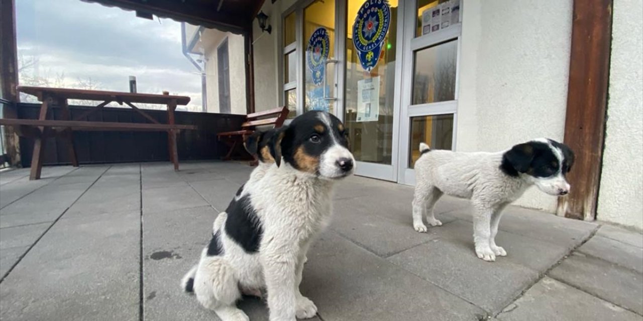 Mudurnu'da polis ekipleri 4 köpek yavrusunu sahiplendi