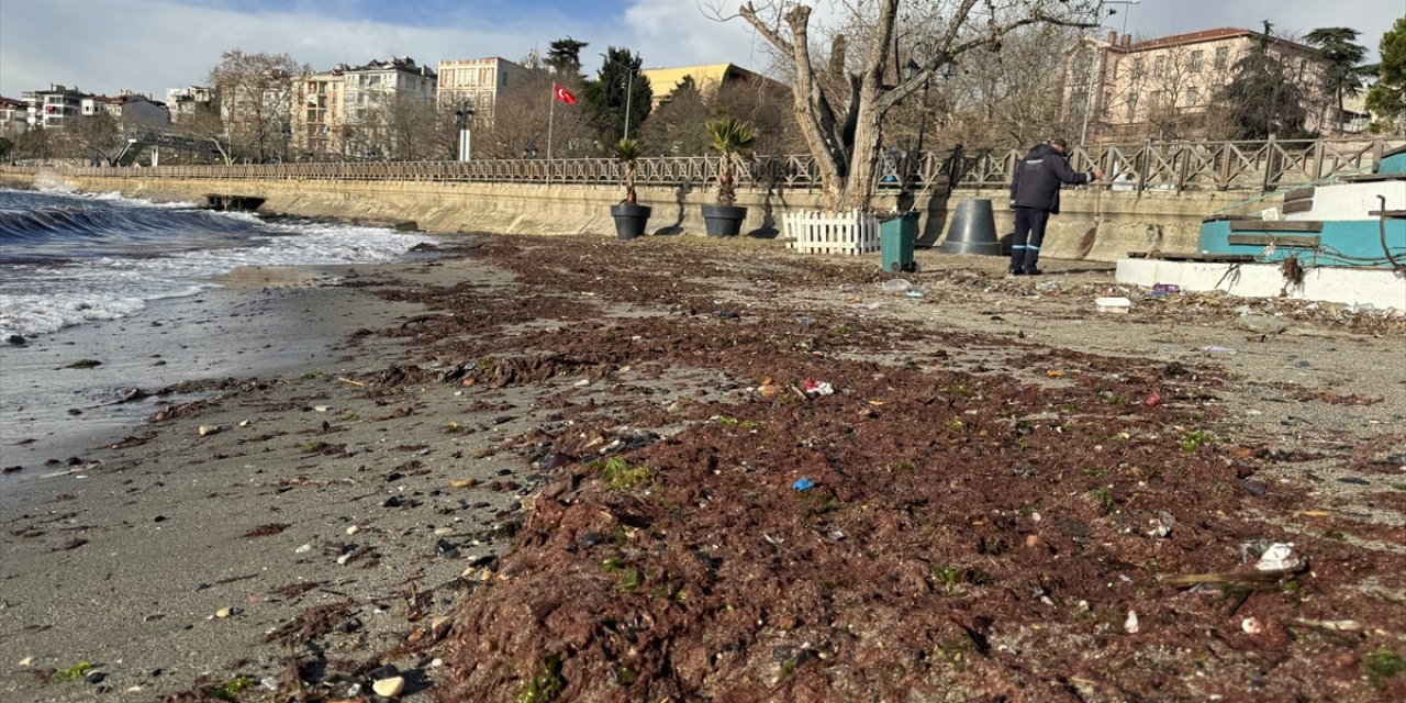 Tekirdağ'da lodos nedeniyle sahilde kırmızı yosun birikti