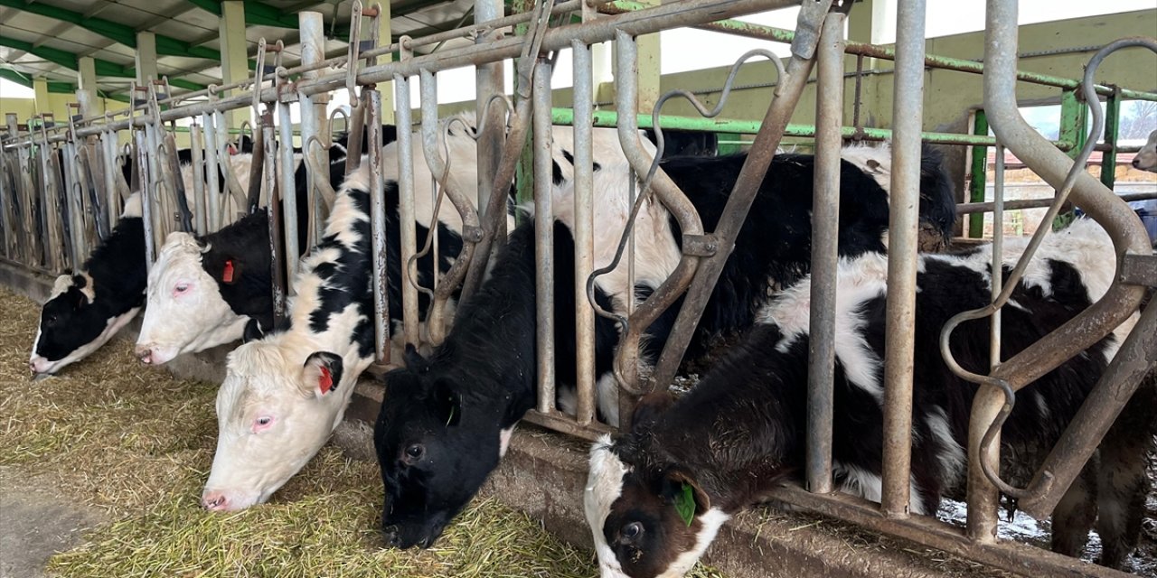 Süt sığırı işletmelerinin standartlarının belirlenmesi ve belgelendirilmesinde Burdur pilot il seçildi