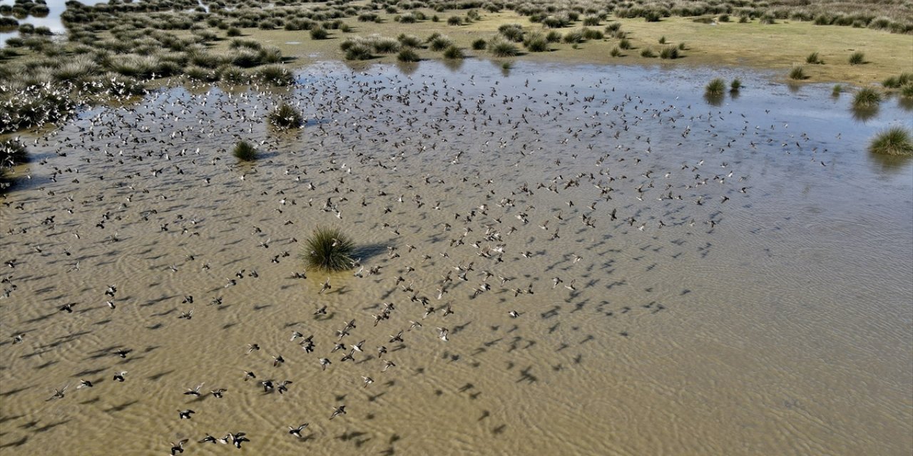 Kızılırmak Deltası kuğular ile farklı türlerden binlerce kuşa yuva oluyor
