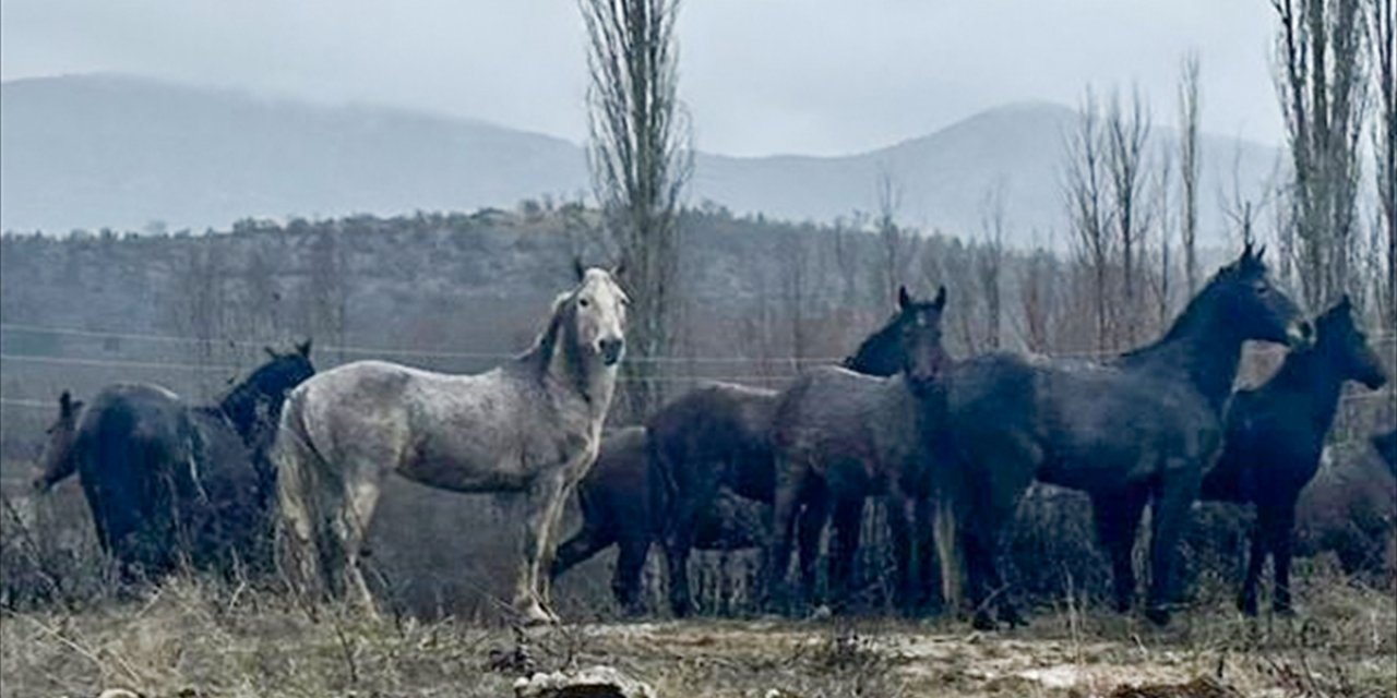 Isparta'da yiyecek arayan yılkı atları yerleşim yeri yakınına indi