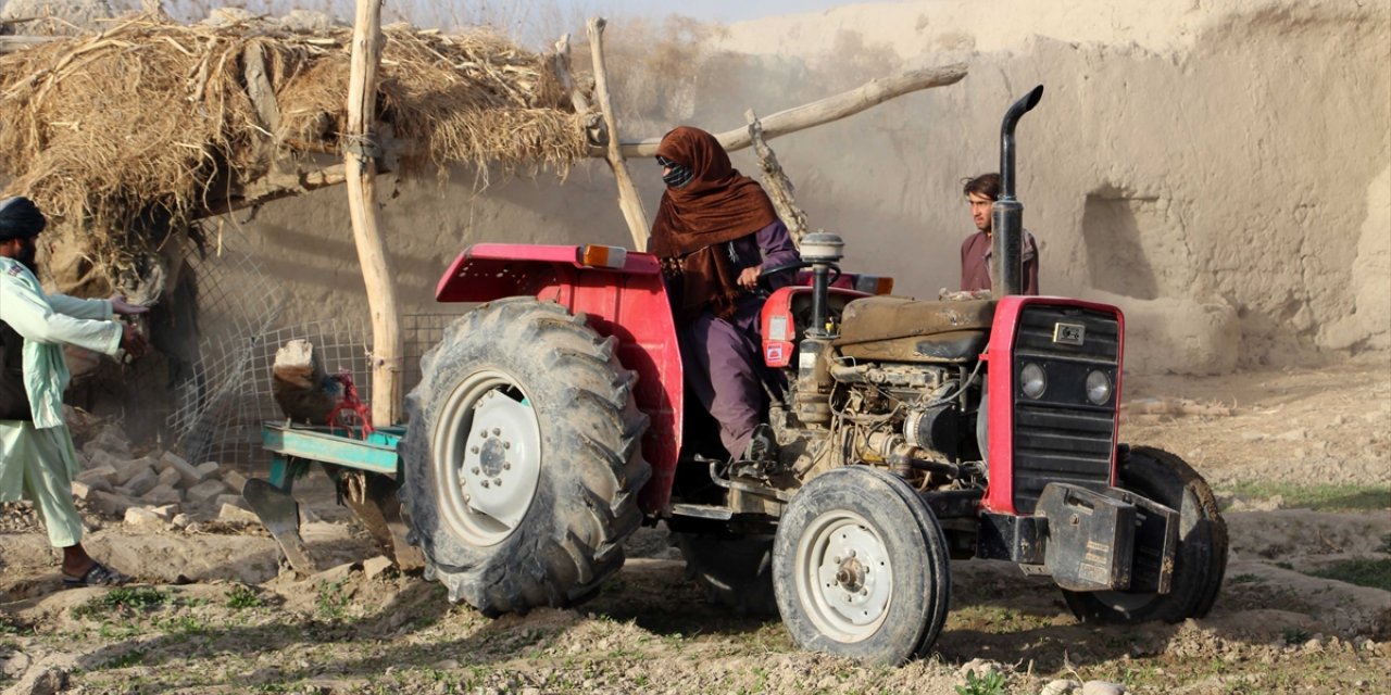 Taliban yönetimi haşhaş ekili tarlaları yok etmeye devam ediyor