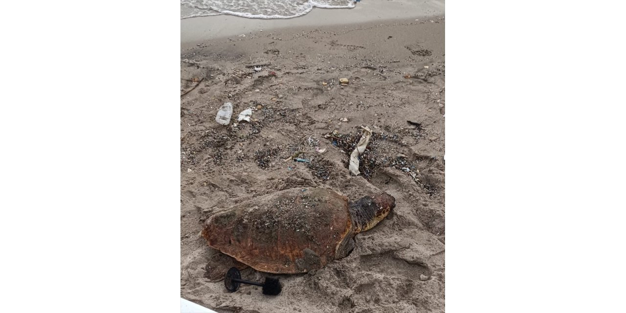 Datça'da sahilde yaralı caretta caretta bulundu