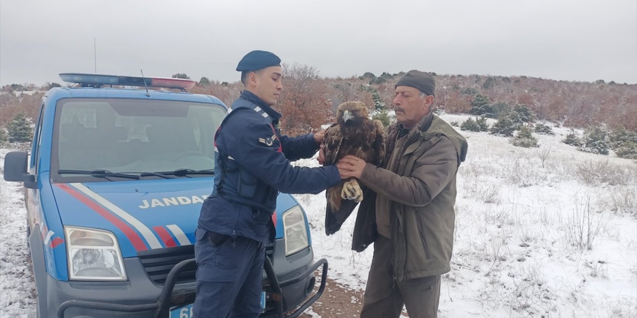 Yozgat'ta jandarmanın bulduğu yaralı şah kartal tedavi edilecek