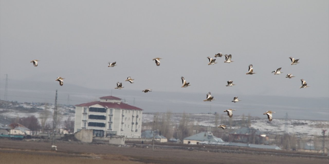 Muş'ta 34 toy kuşu görüntülendi