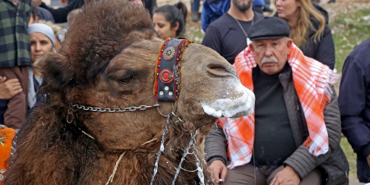 Muğla'da deve güreşleri geleneği sürdürülüyor