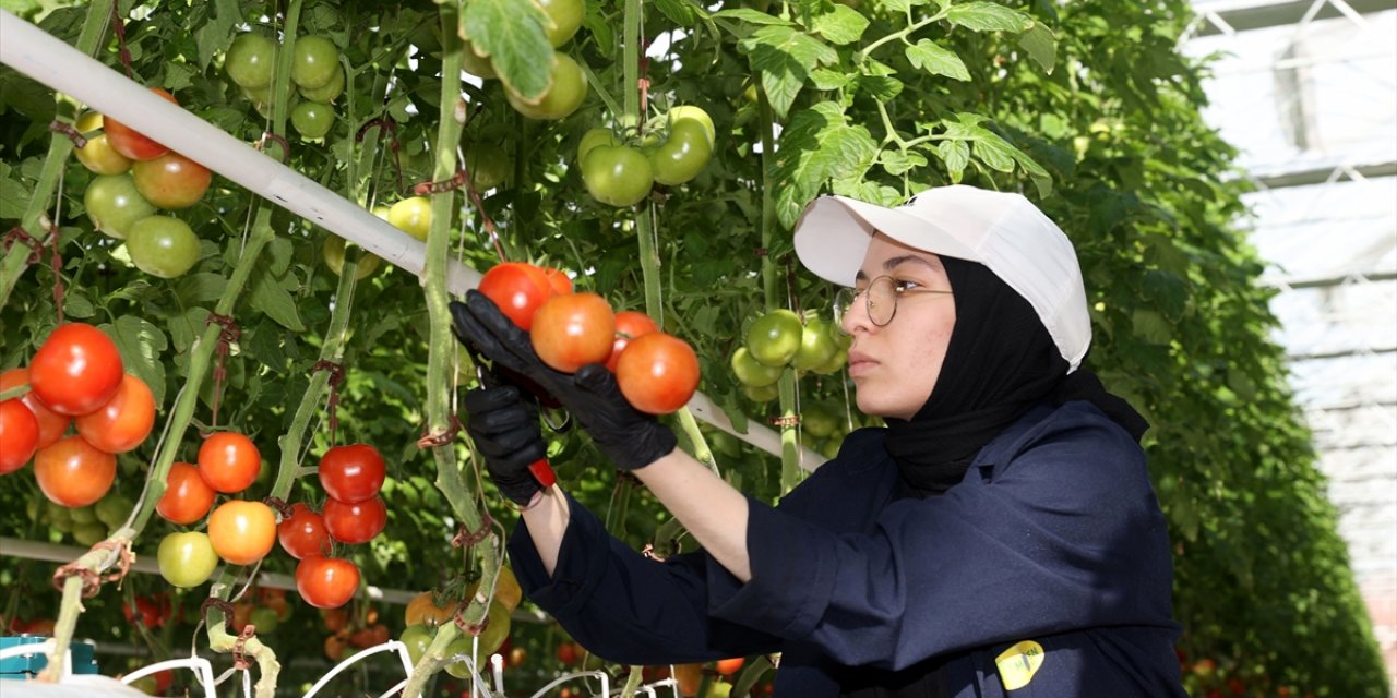 Sivas'ta çöpten elde edilen enerjiyle üretilen domates Avrupa ülkelerine ihraç ediliyor