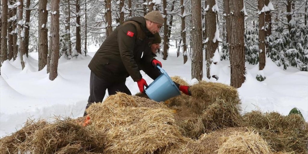 Düzce'de yaban hayvanları için doğaya yem bırakıldı