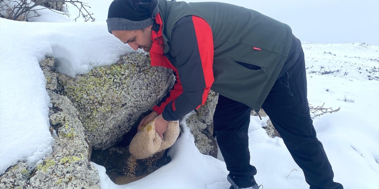 Ağrı Dağı'nın karla kaplı eteklerine yaban hayvanları için buğday bırakıldı