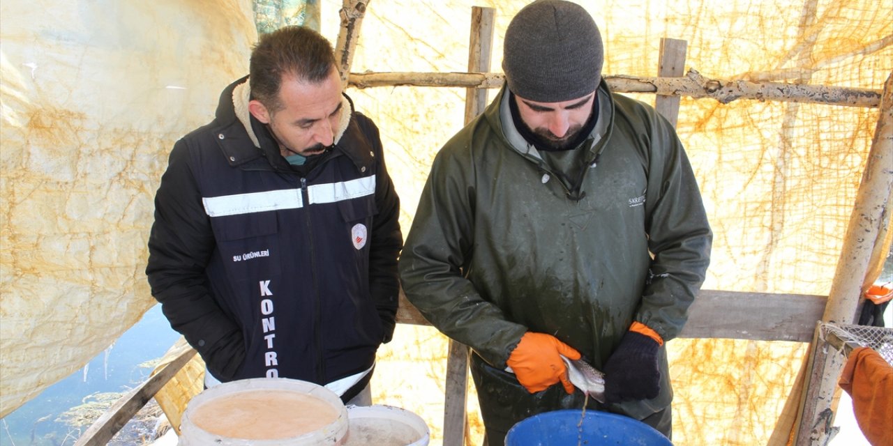 Van'da alabalık sağımı yapıldı