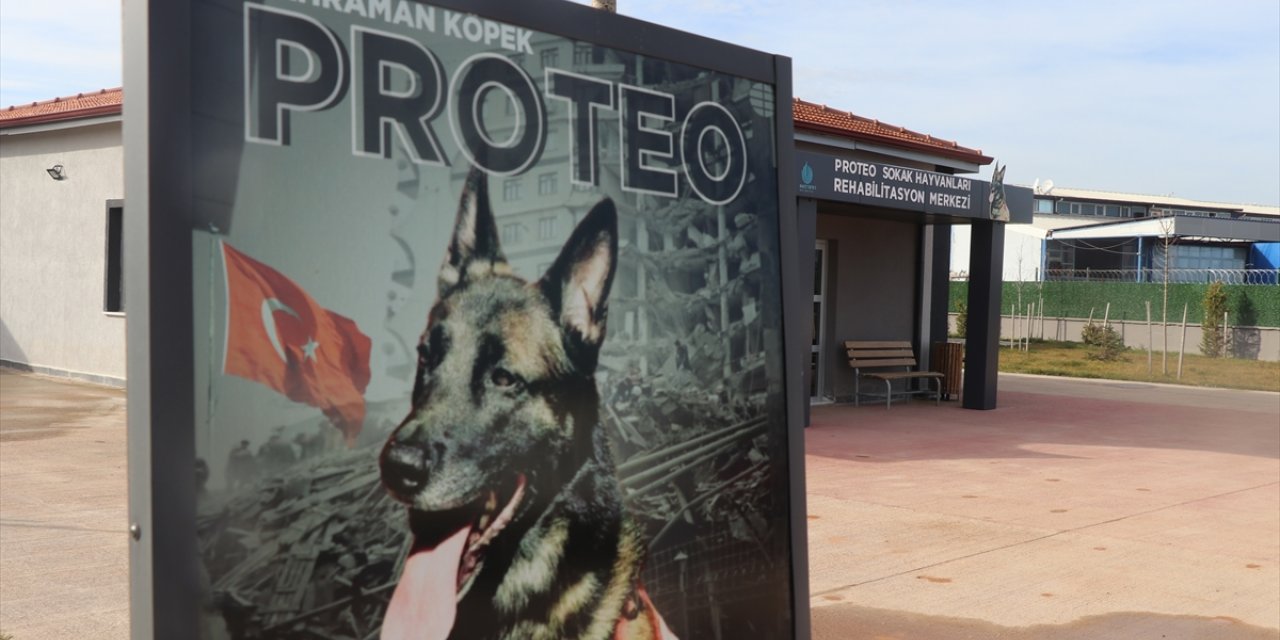 Proteo'nun adını taşıyan merkezde 2 binin üzerinde sahipsiz hayvan tedavi edildi