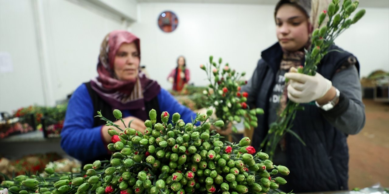 Dünyadaki sevgililere 70 milyon dal Türk çiçeği
