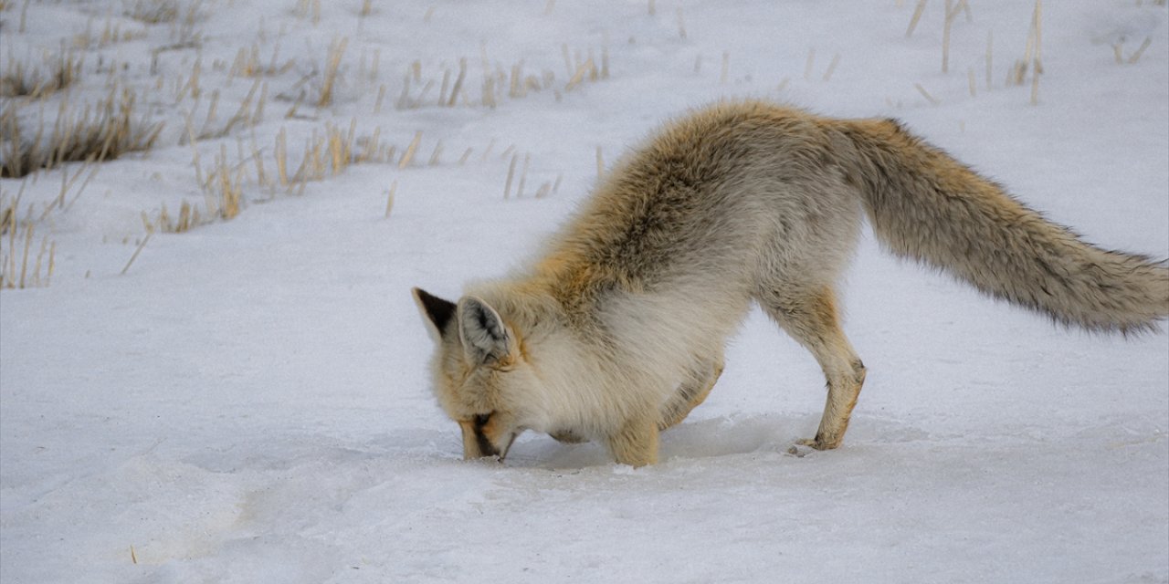 Kızıl tilkiler dakikalarca ses dinleyip karda avını yakalamaya çalışıyor