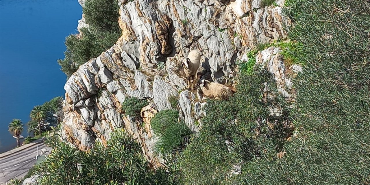 Marmaris'te kayalıklarda mahsur kalan koyunlar kurtarıldı