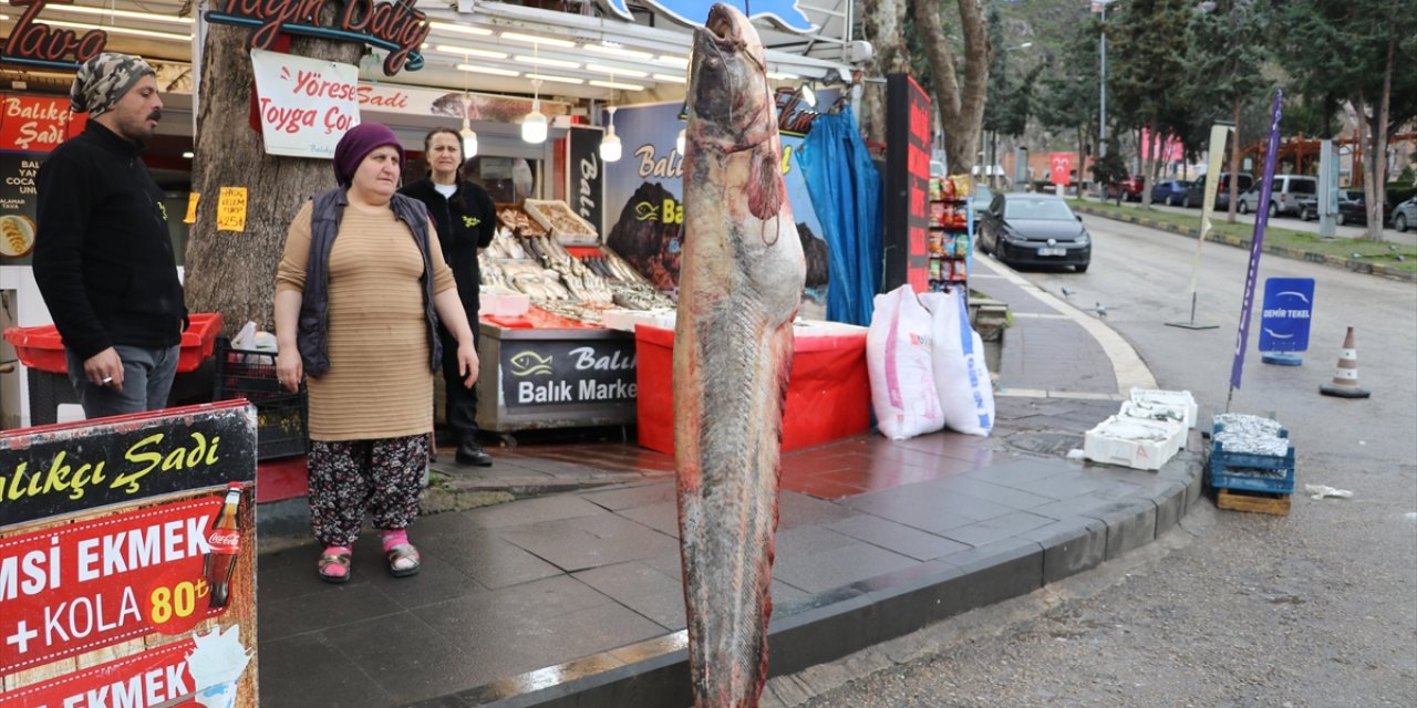 Amasya'da 2,1 metre boyunda 70 kilogram ağırlığında yayın balığı avlandı