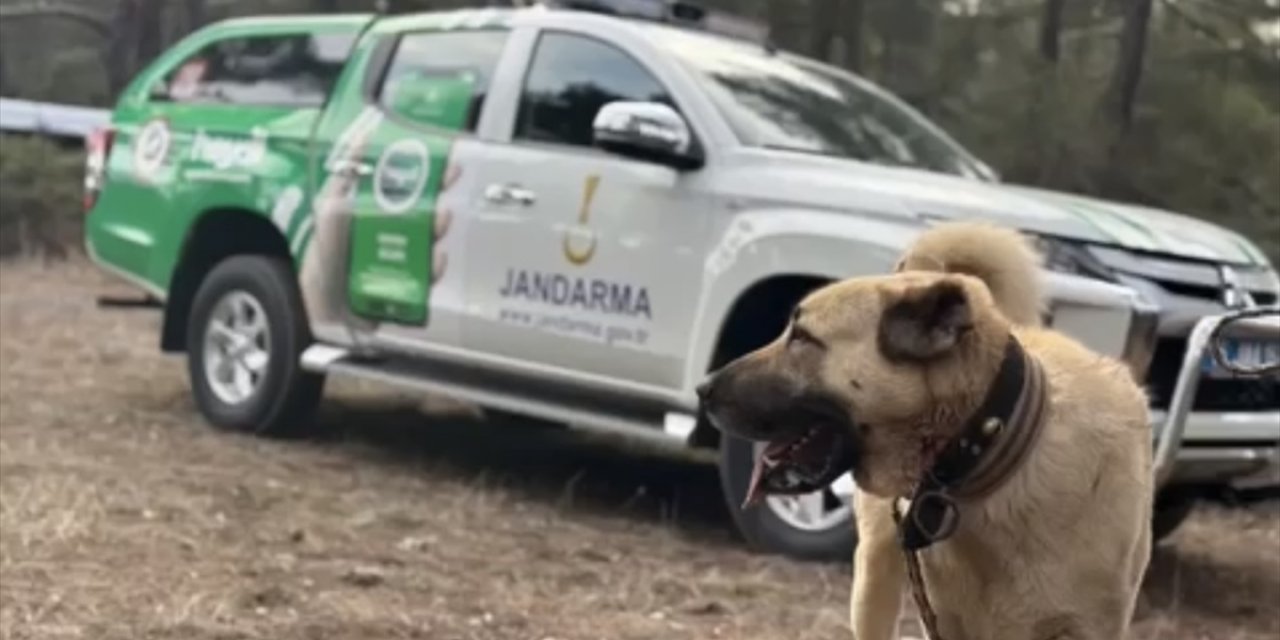 Burdur'da köpek dövüştüren 22 kişiye, 142 bin 868 lira idari para cezası verildi