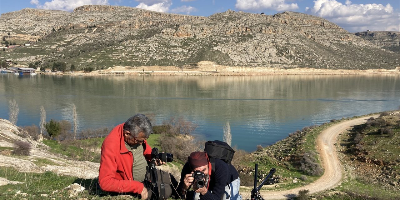 Fırat Nehri kıyısında açan çiçekler fotoğraflandı