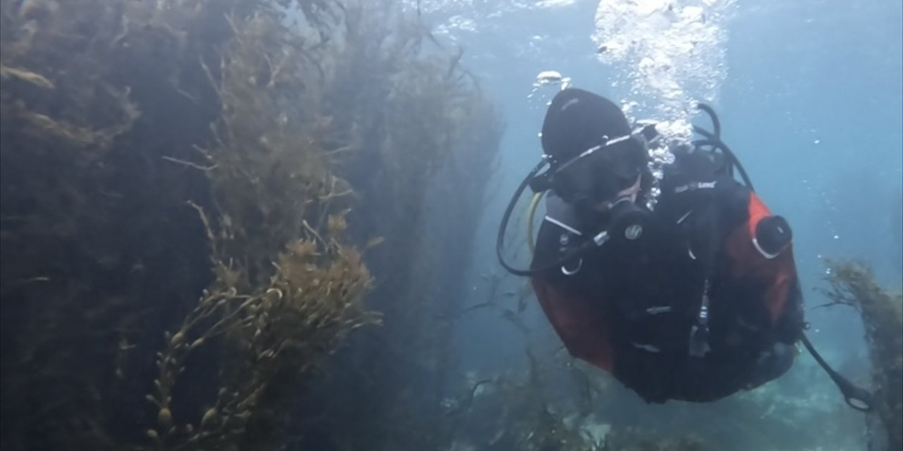 Norveç'te dalış yapan akademisyen deniz kestanelerinin yosun ormanlarındaki istilasını görüntüledi