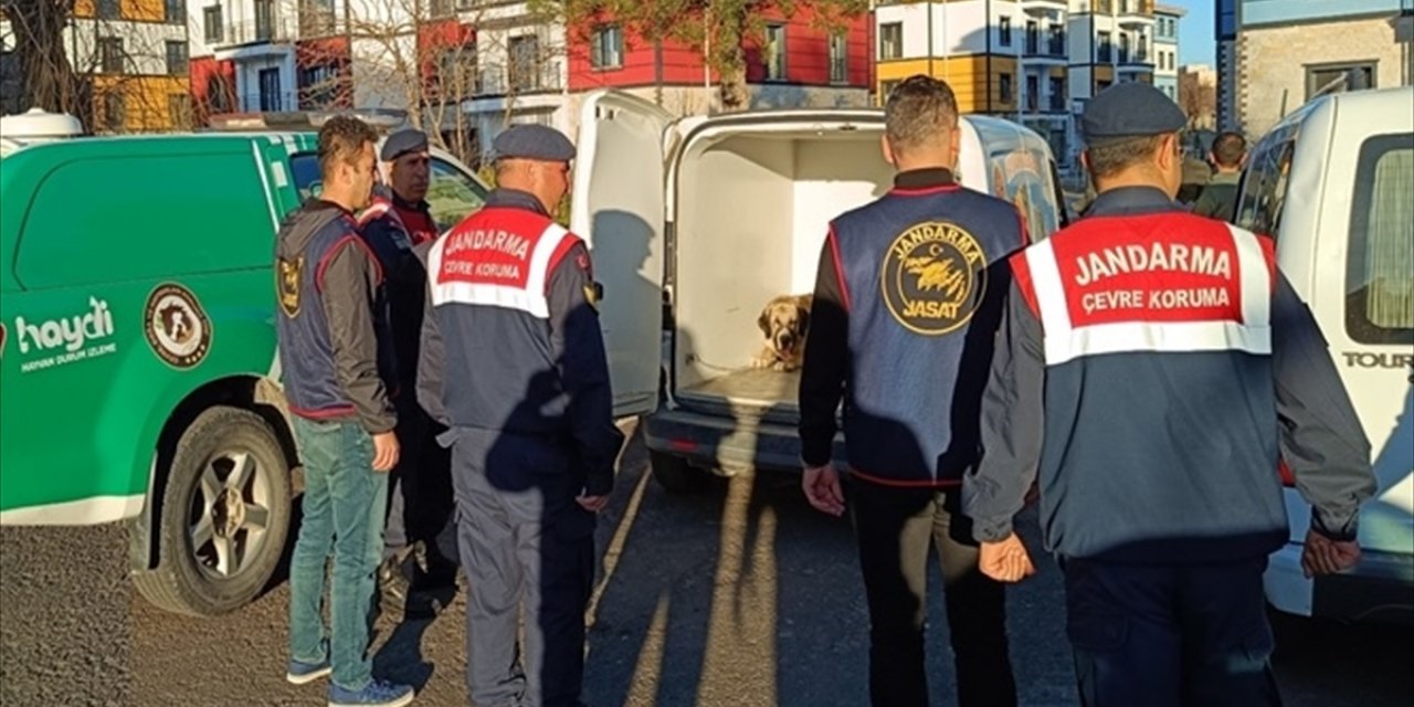 Nevşehir'de köpek dövüşü organize ettikleri iddiasıyla 9 şüpheli yakalandı