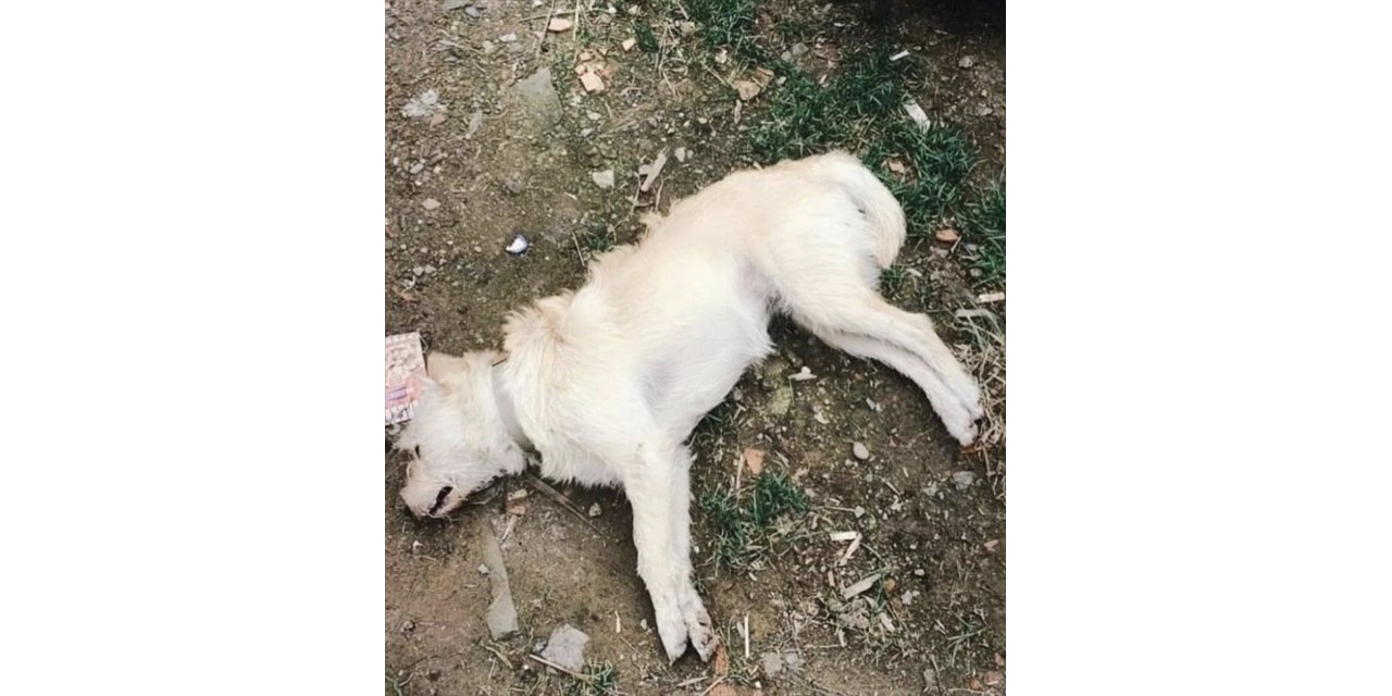 Çanakkale’de zehirlendiği belirlenen 14 köpek telef oldu