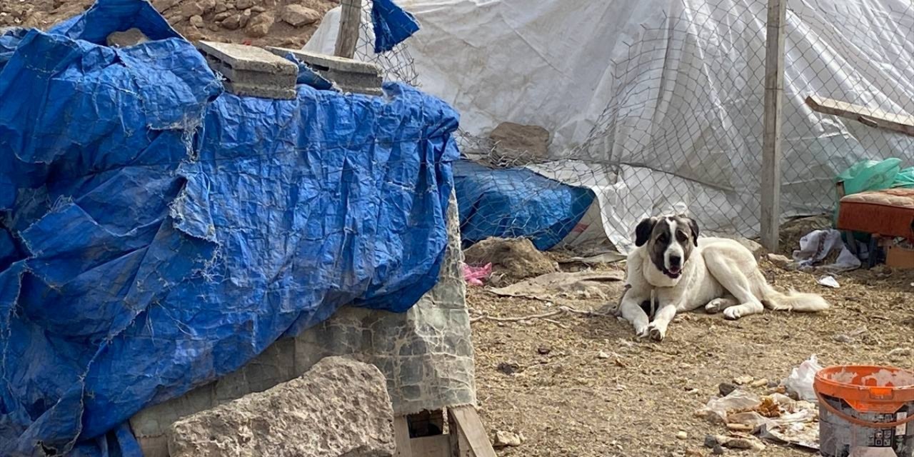 Kayseri'de çoban köpeğinin saldırdığı çocuk yaralandı