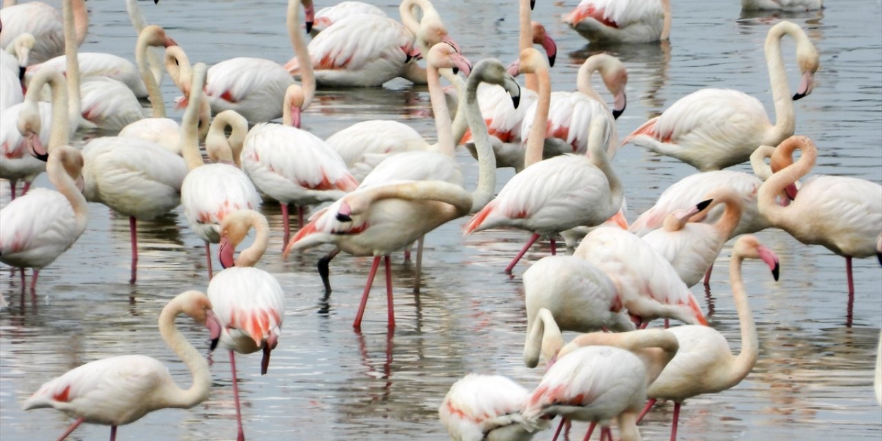 Ilıman geçen kış mevsiminde flamingolar Gelingüllü Barajı'na erken geldi