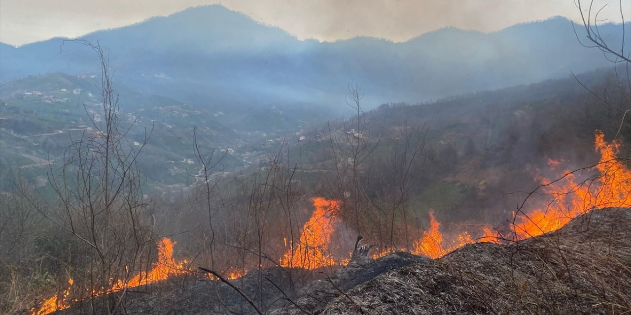 Artvin'de orman yangınında 1 hektar alan zarar gördü