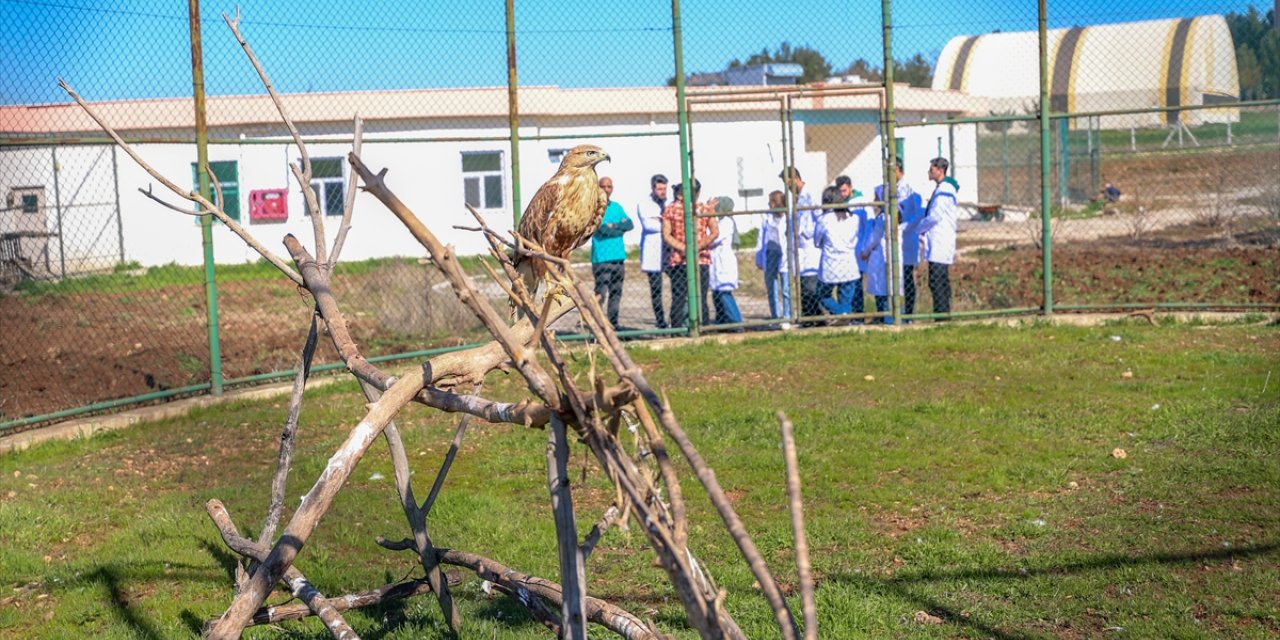 Diyarbakır'da veteriner hekim adayları yaban hayvanlarının tedavisini uygulamalı öğreniyor