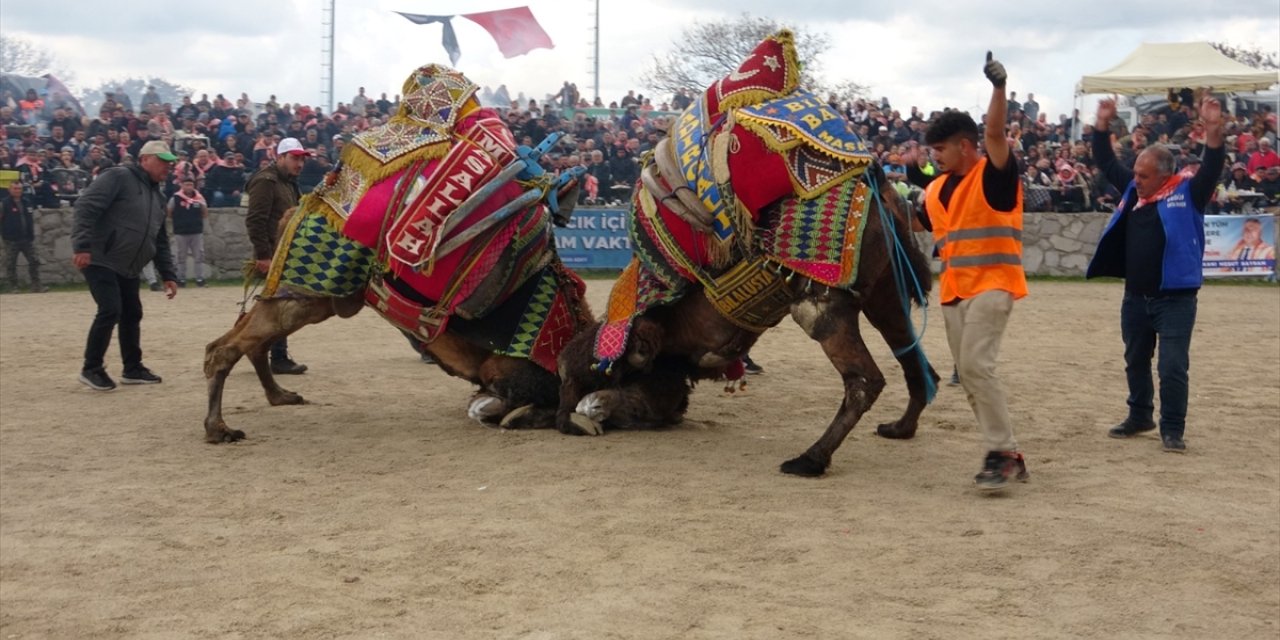 Çanakkale'de 300 pehlivan deve arenaya çıktı