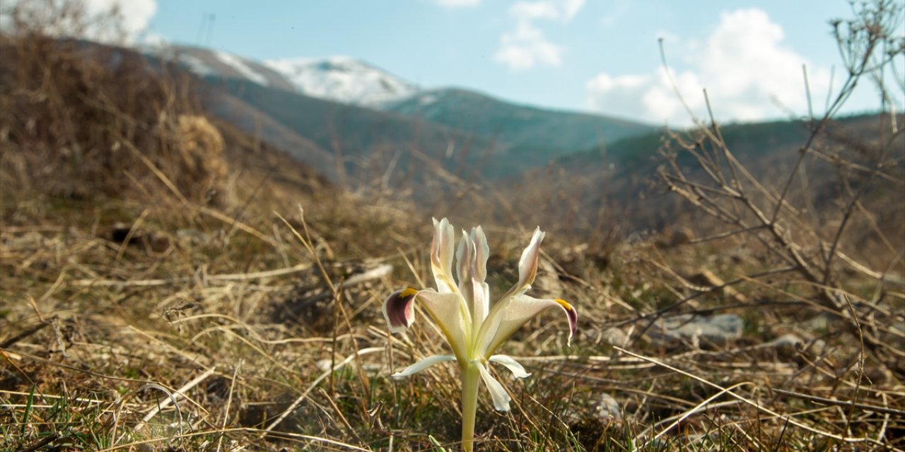 Beydağı'nın eteklerinde nevruz çiçekleri açtı