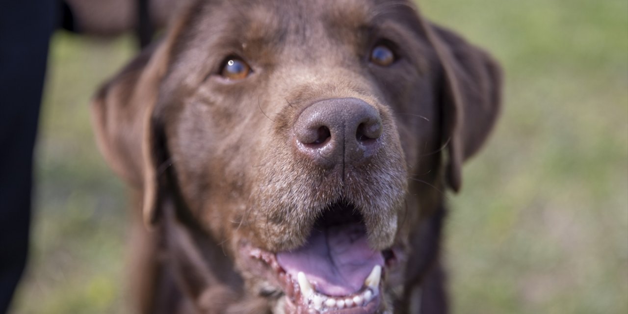 Arama kurtarma köpeği "Moka" her gün 3 saatlik eğitimle olası afetlere hazırlanıyor