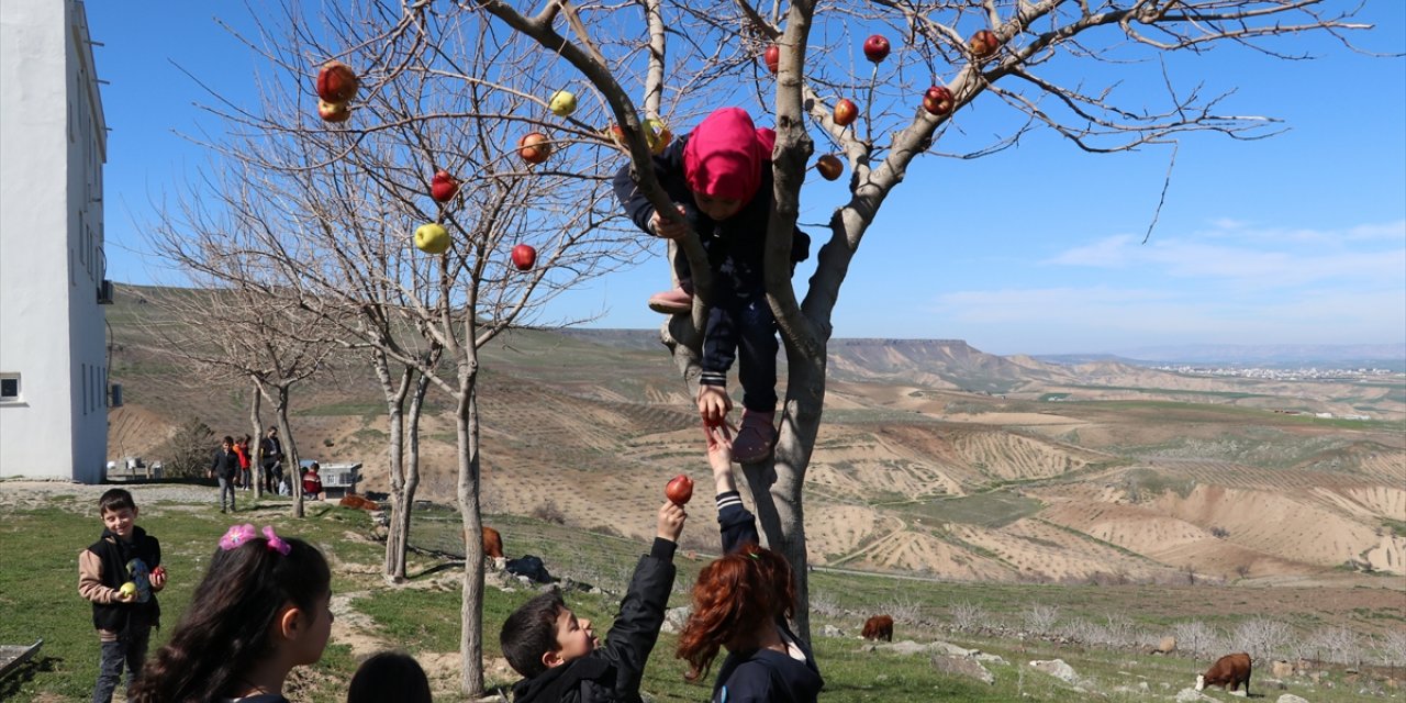 Batman'da ilkokul öğrencileri kuşlar için ağaç dallarına elma astı