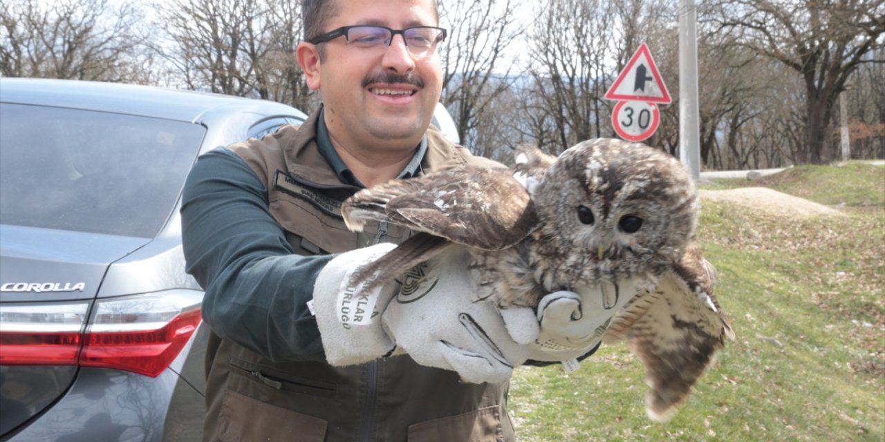 Bolu'da yaralı bulunan baykuş tedavi edilerek doğaya salındı