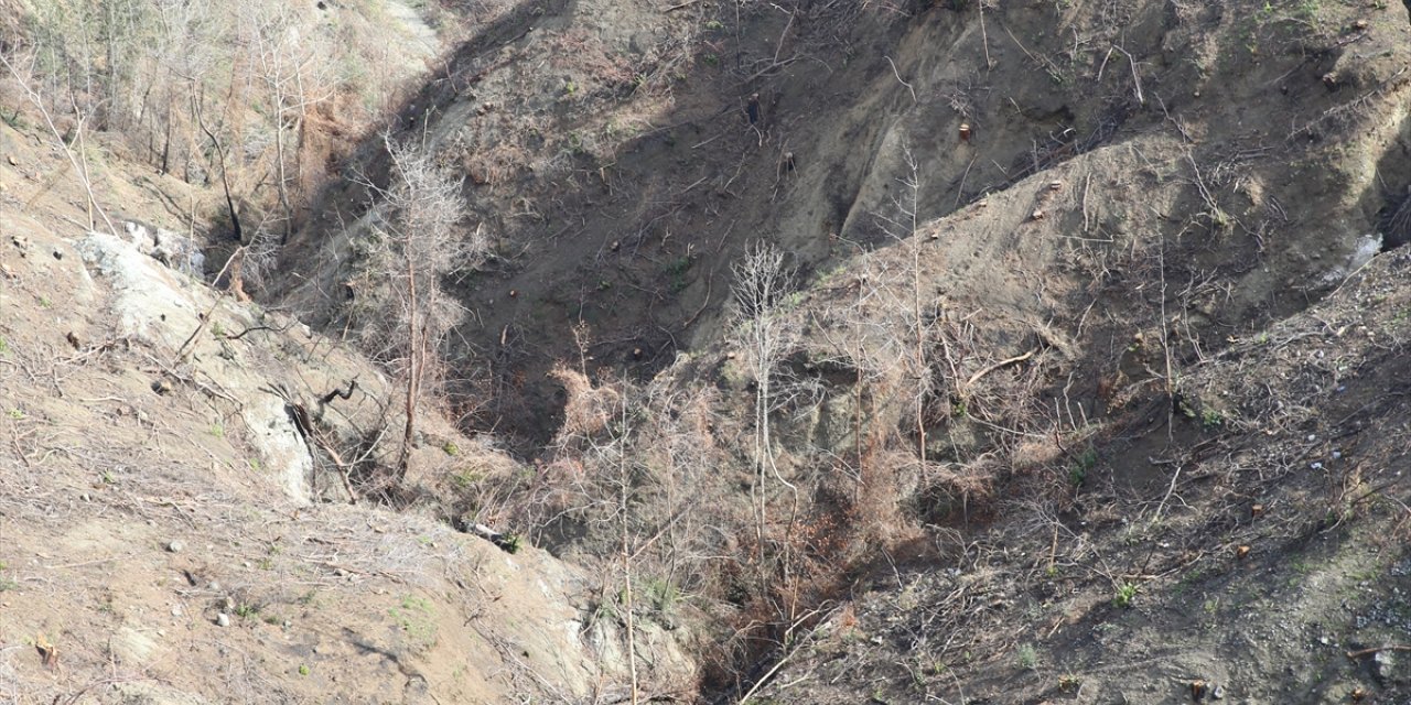 Hatay'da geçen yıl yanan 663 hektar ormana 6 ton kızılçam tohumu ekildi