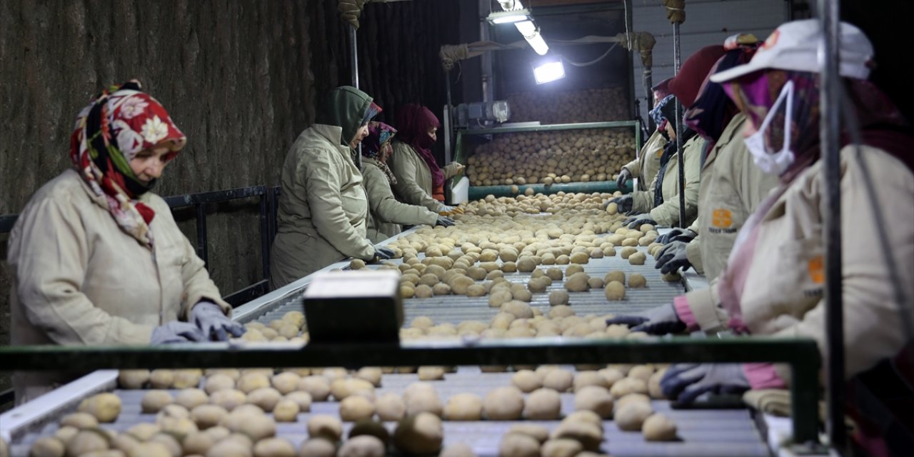 Türkiye'yi besleyecek tohumluk patatesler yer altından tarlalara sevk ediliyor